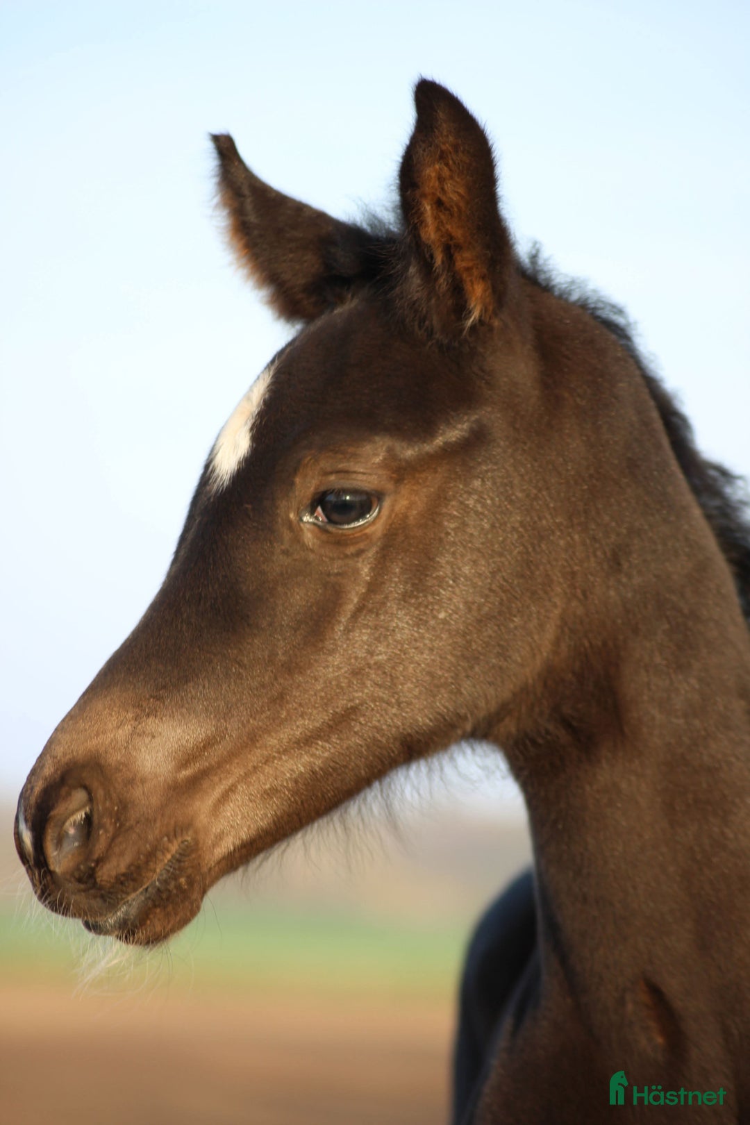 Dressyr hästar till salu: Skyline to B/Don Olymbrio  i Klippan - Annons 2