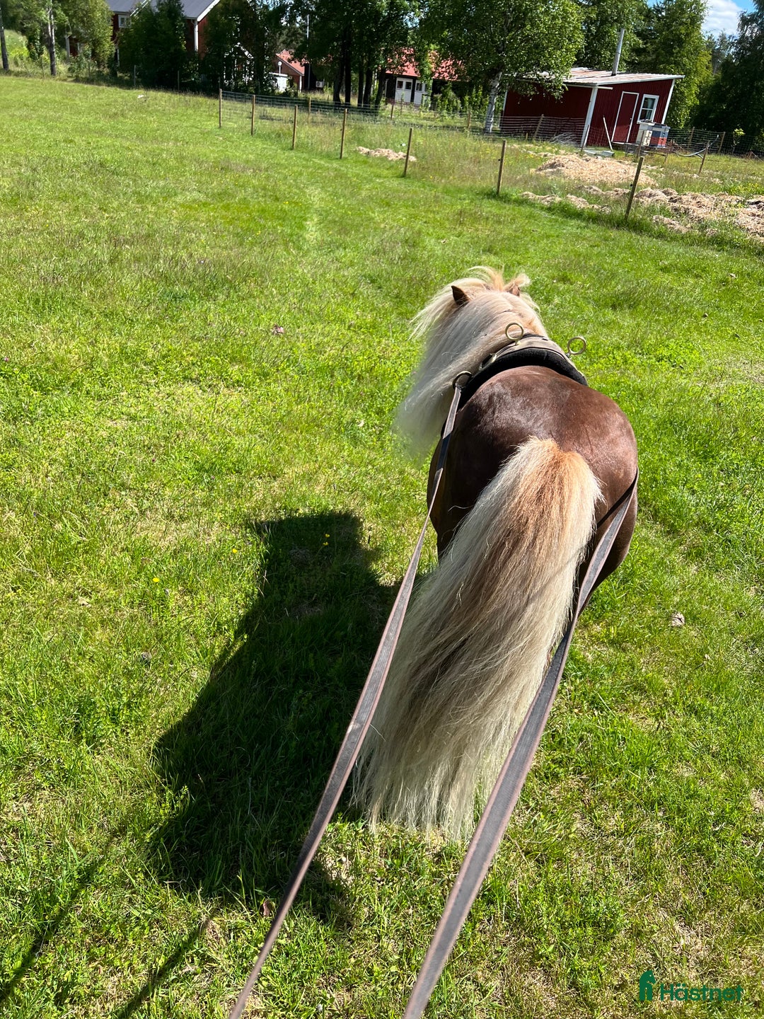 Övrigt hästar till salu: Vacker och söt Billy letar efter hästvan 5*hem i Bograngen - Annons 3