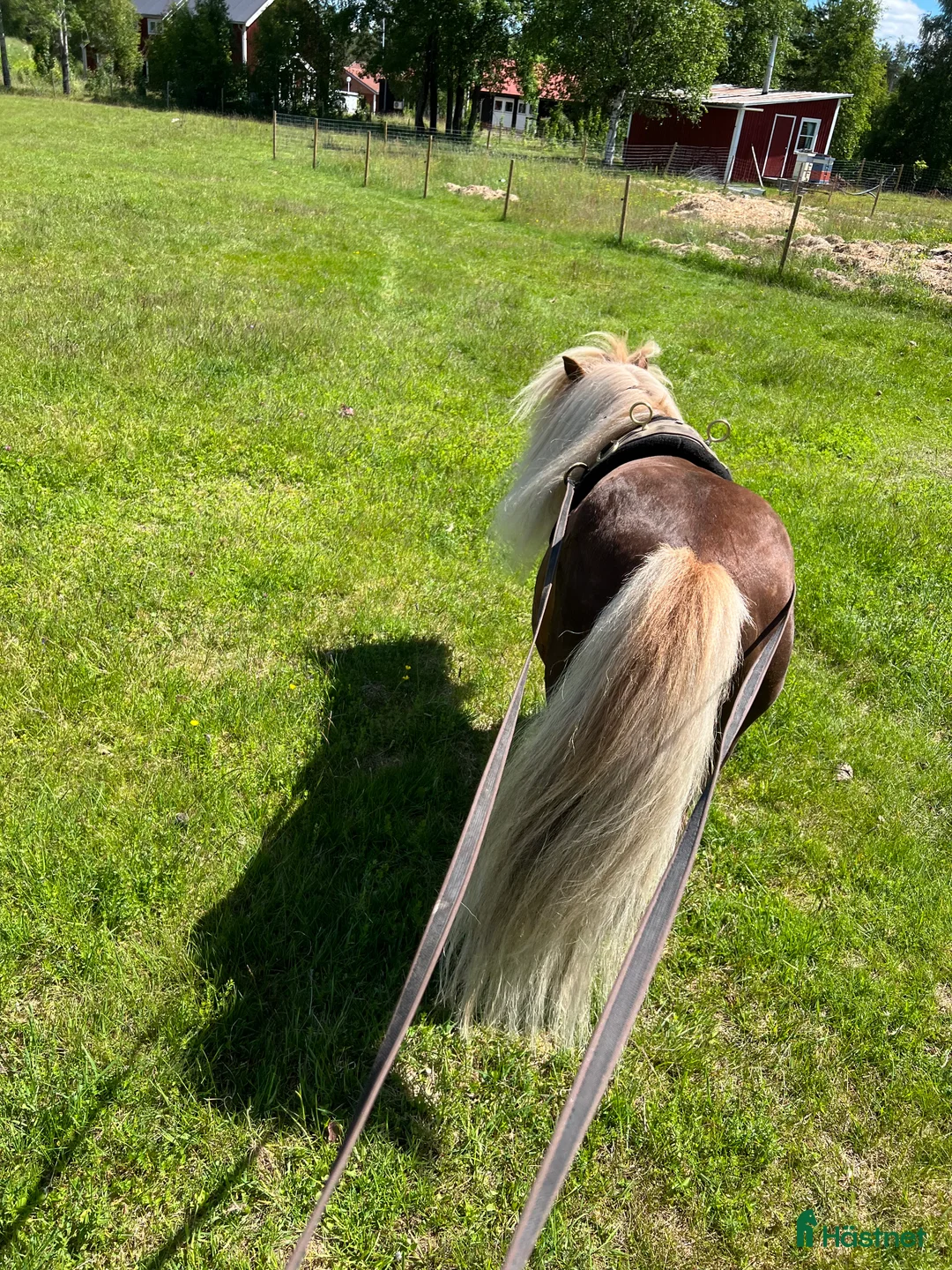 Övrigt hästar till salu: Vacker och söt Billy letar efter hästvan 5*hem i Bograngen - Annons 3