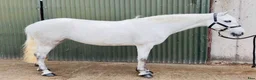 Allround hästar till salu: Selection of Connemara ponies  - Annons 16