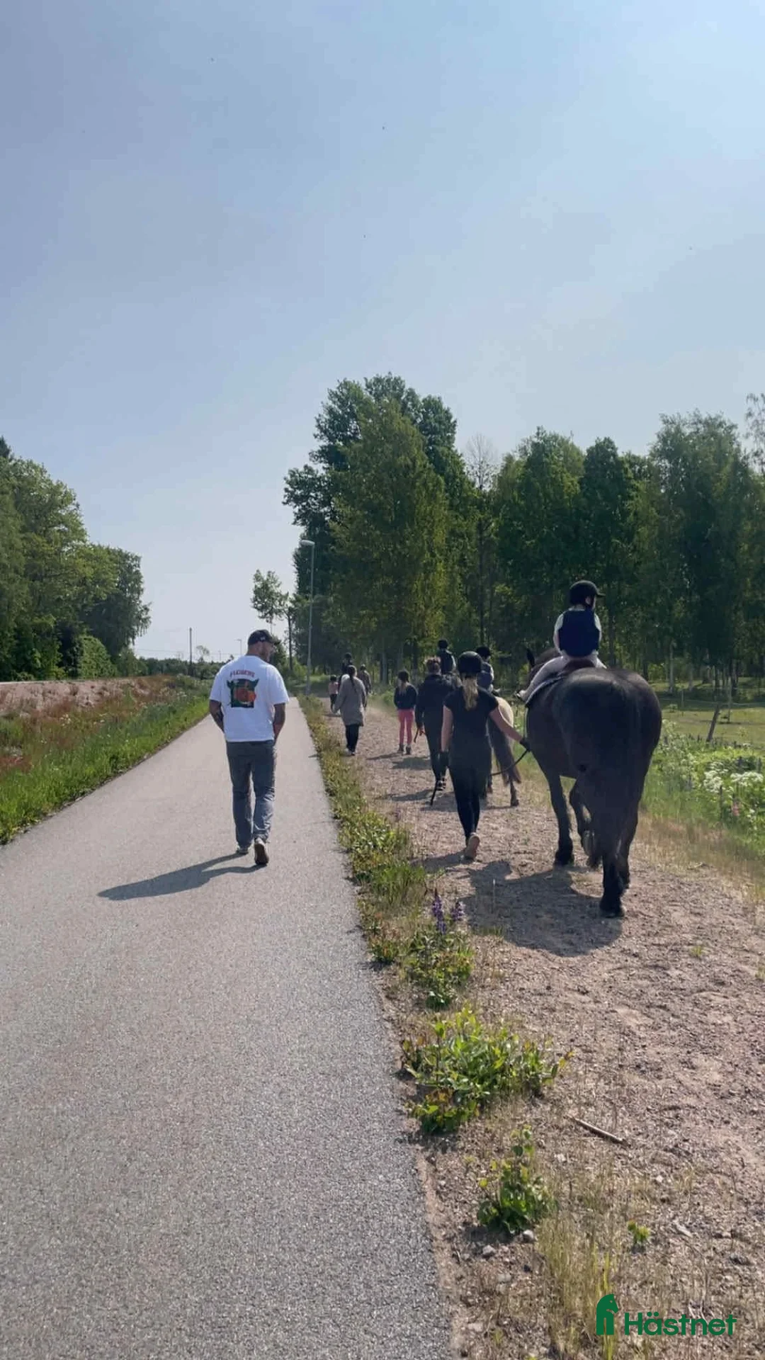 Övrigt hästar sökes: Foderhästar/ponnys sökes i Töreboda - Annons 8