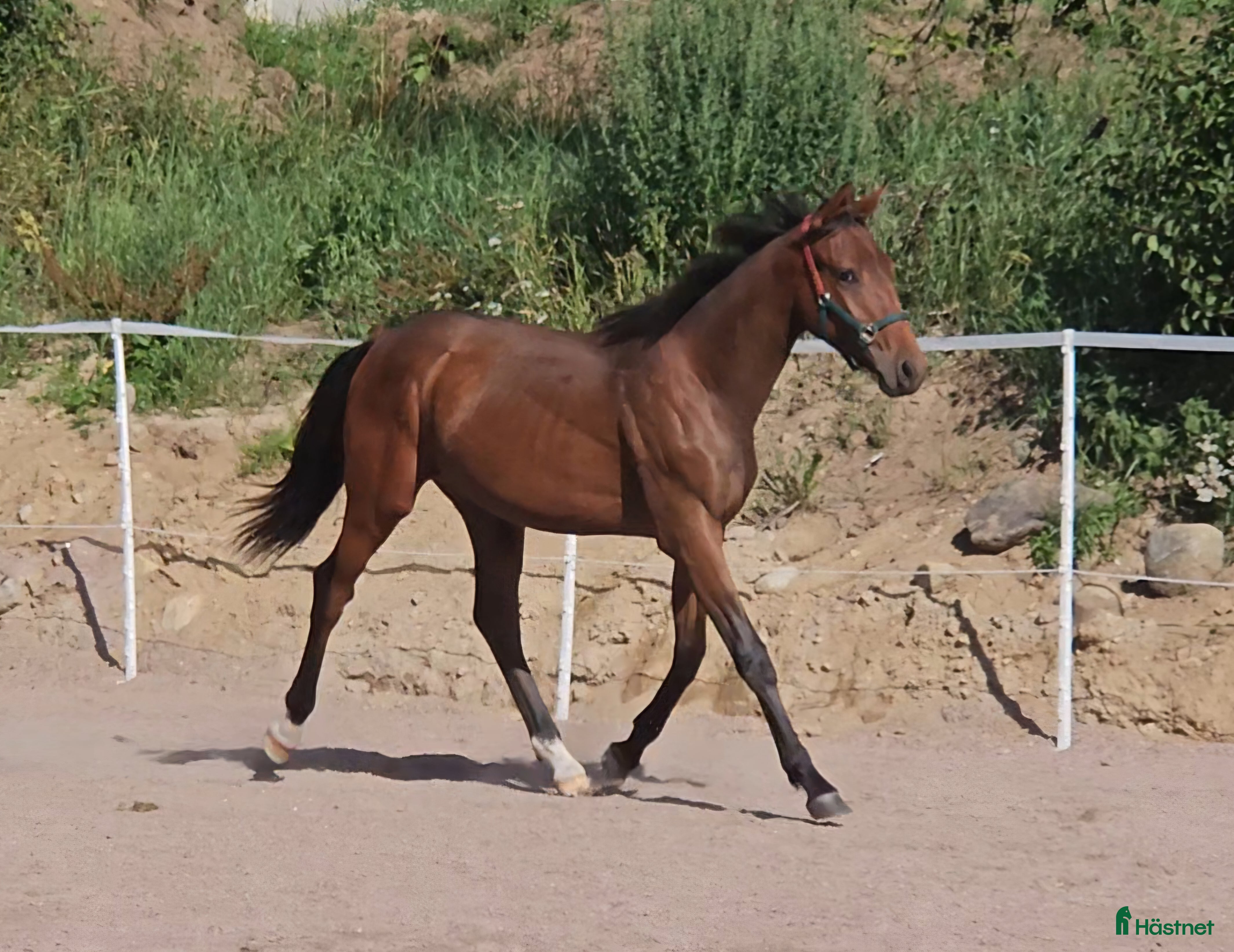  hästar Åring med prestationsstark stamtavla i Bottnaryd - Annons 5