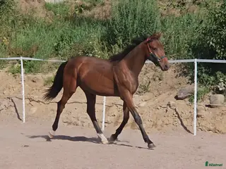 hästar Åring med prestationsstark stamtavla i Bottnaryd - Annons 13