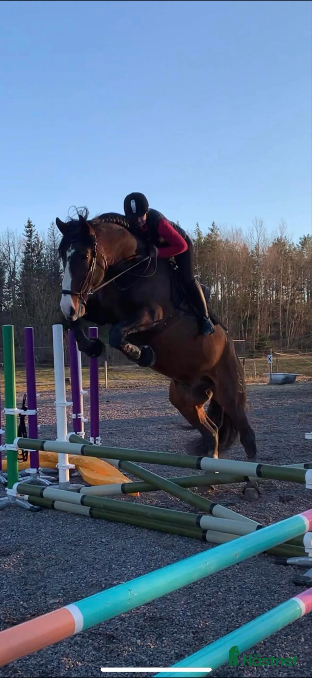 Dressyr hästar till salu: Min drömhäst söker nytt hem i Vretstorp - Annons 4