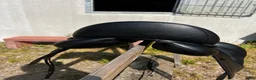 Sadlar hästutrustning till salu: Ikonic light 17” dressyr - Annons 5
