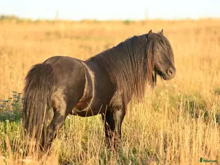 hästar Avelshingst shetlandsponnyn i Falköping - Annons 3