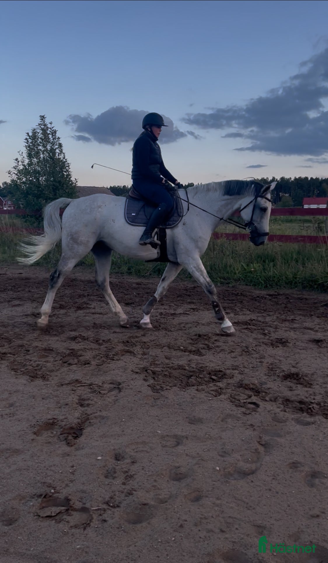  hästar Foderhäst ev senare köp !! - Annons 9