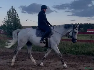 hästar Foderhäst ev senare köp !! - Annons 9