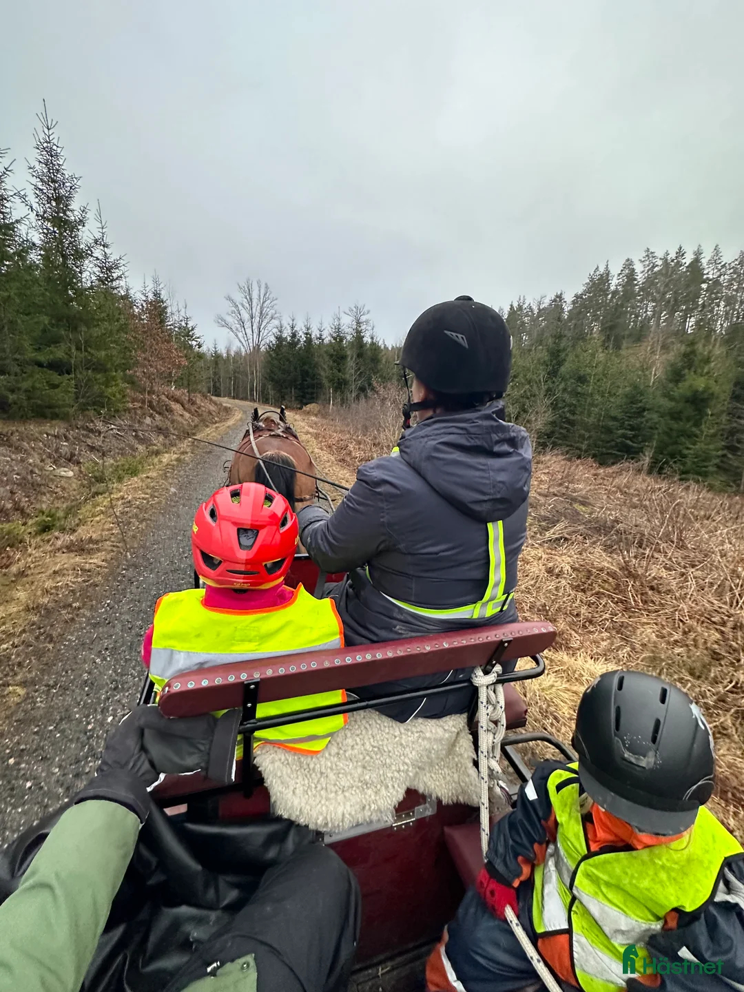 Allround hästar till salu: Trygg och lugn dam - Annons 6