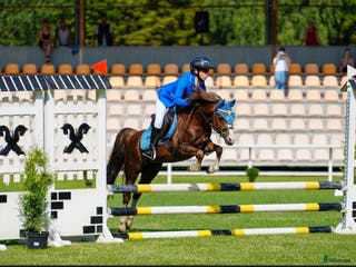 hästar Pony showjumping - Annons 1