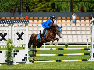 hästar Pony showjumping - Annons 1