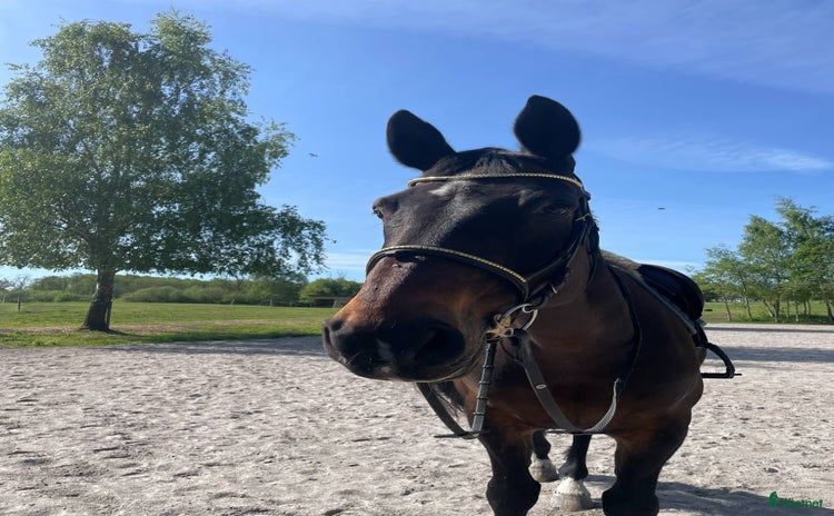  hästar i Kristianstad - Annons 14
