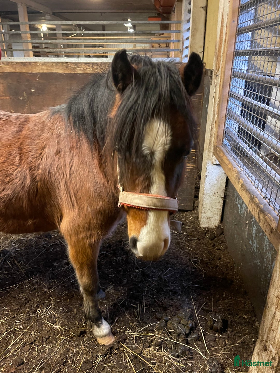 Allround hästar till salu: 2 goa grabbar söker nya hem.  i Trollhättan - Annons 4