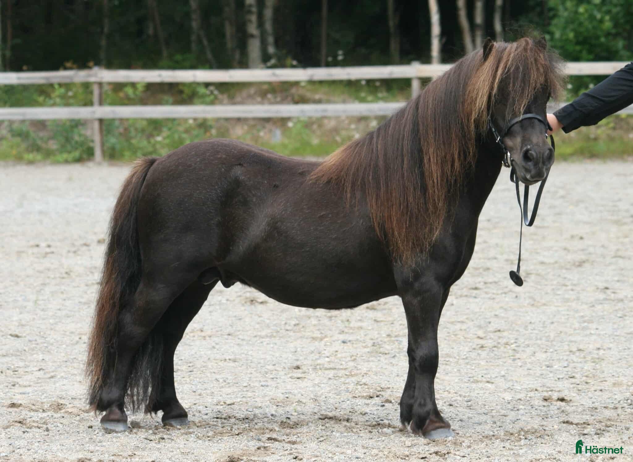  hästar Minishetlandsponny söker sin nya familj i Bjästa - Annons 3