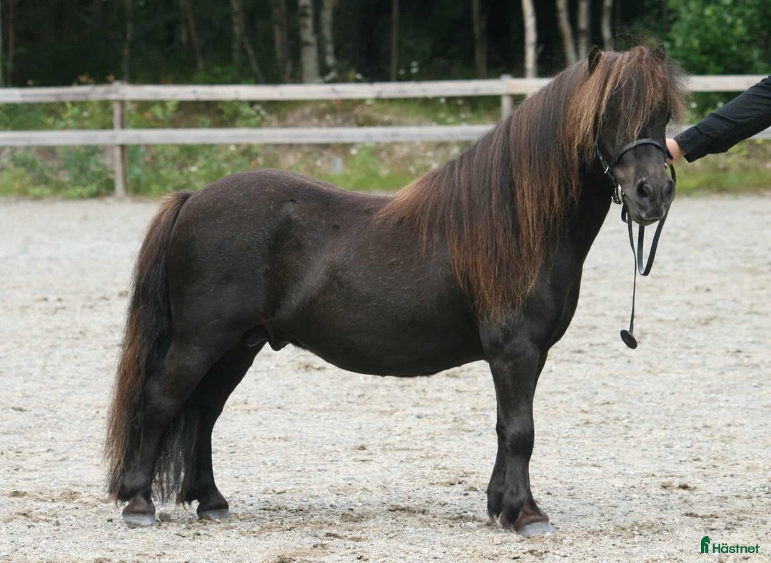 Sällskap hästar till salu: Minishetlandsponny söker sin nya familj i Bjästa - Annons 1