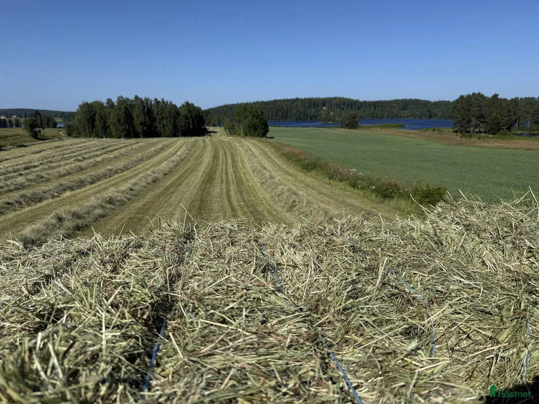  hästservice finnes: Hö i rundbal och småbal - Annons 2