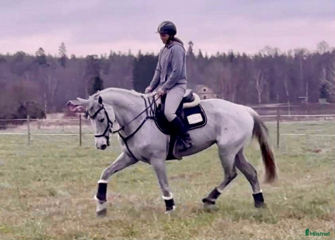 Allround hästar till salu: Okomplicerad allroundhäst/verksamhet i Sala - Annons 3