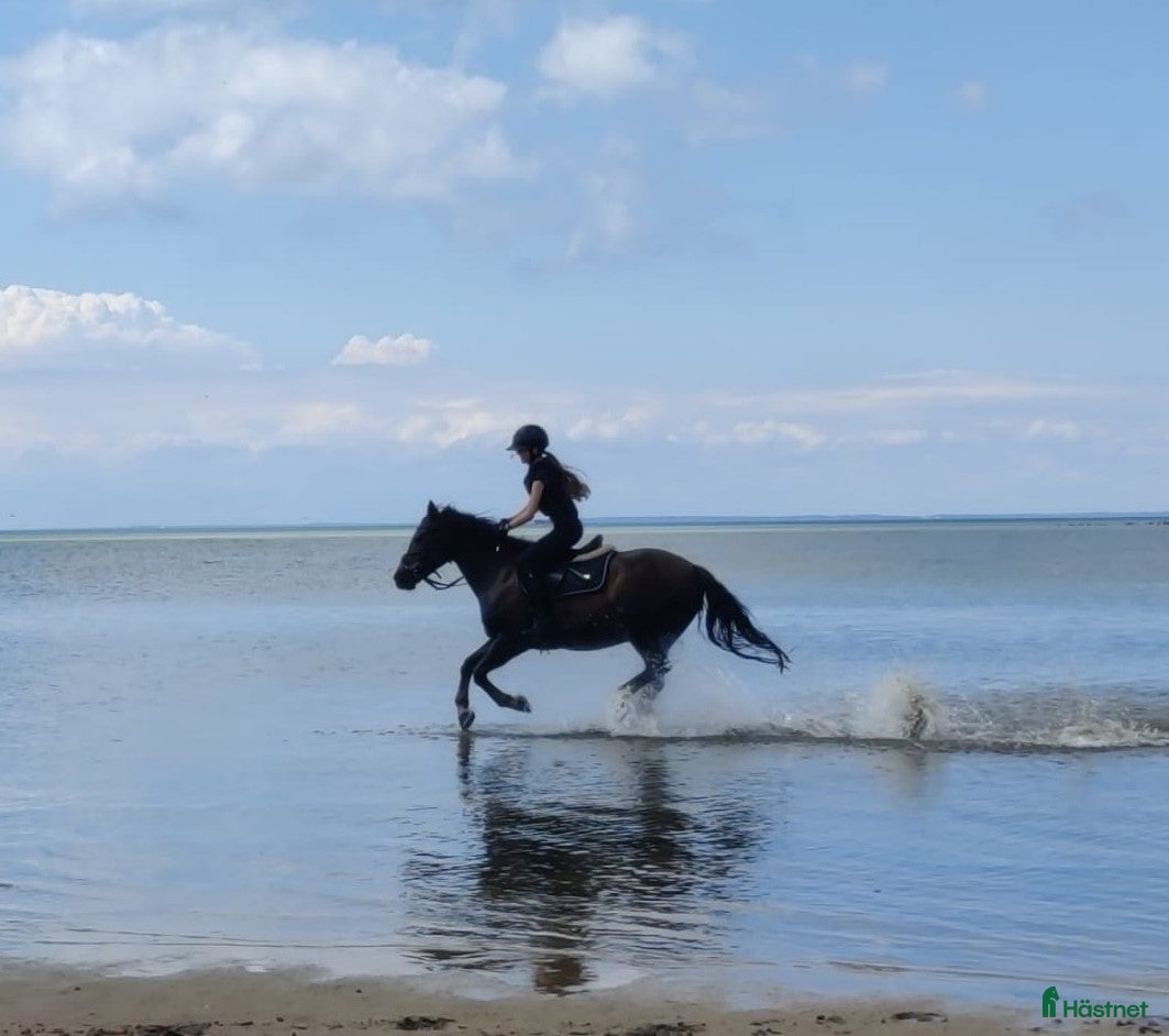  hästar Trygg läromästare - Annons 1