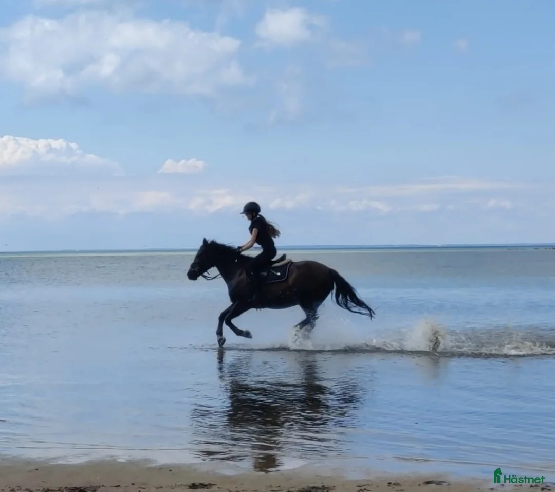 Allround hästar till salu: Trygg läromästare - Annons 1