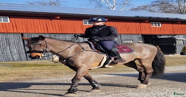  hästar i Västerås - Annons 9