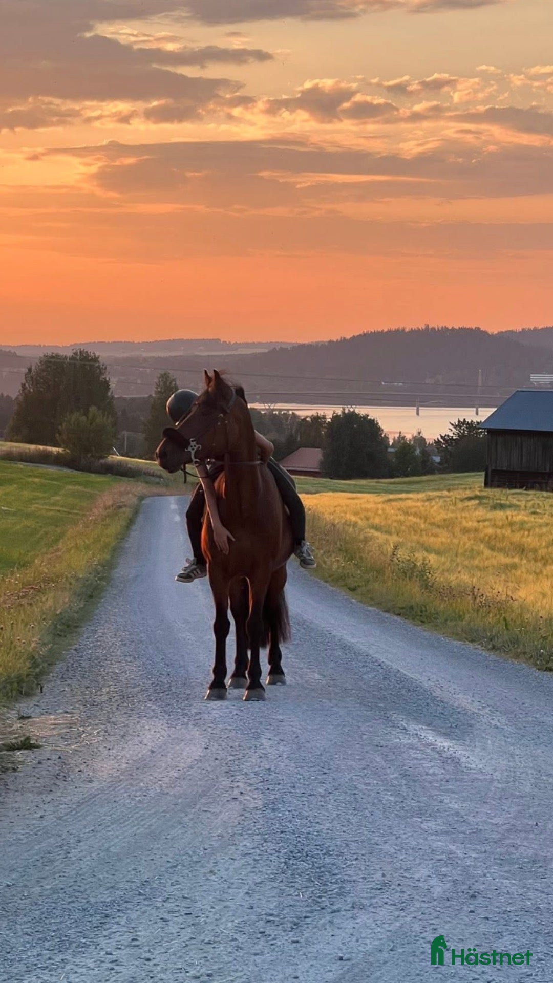 Allround hästar till salu: Maxat C-ponnysto med härlig energi  - Annons 1