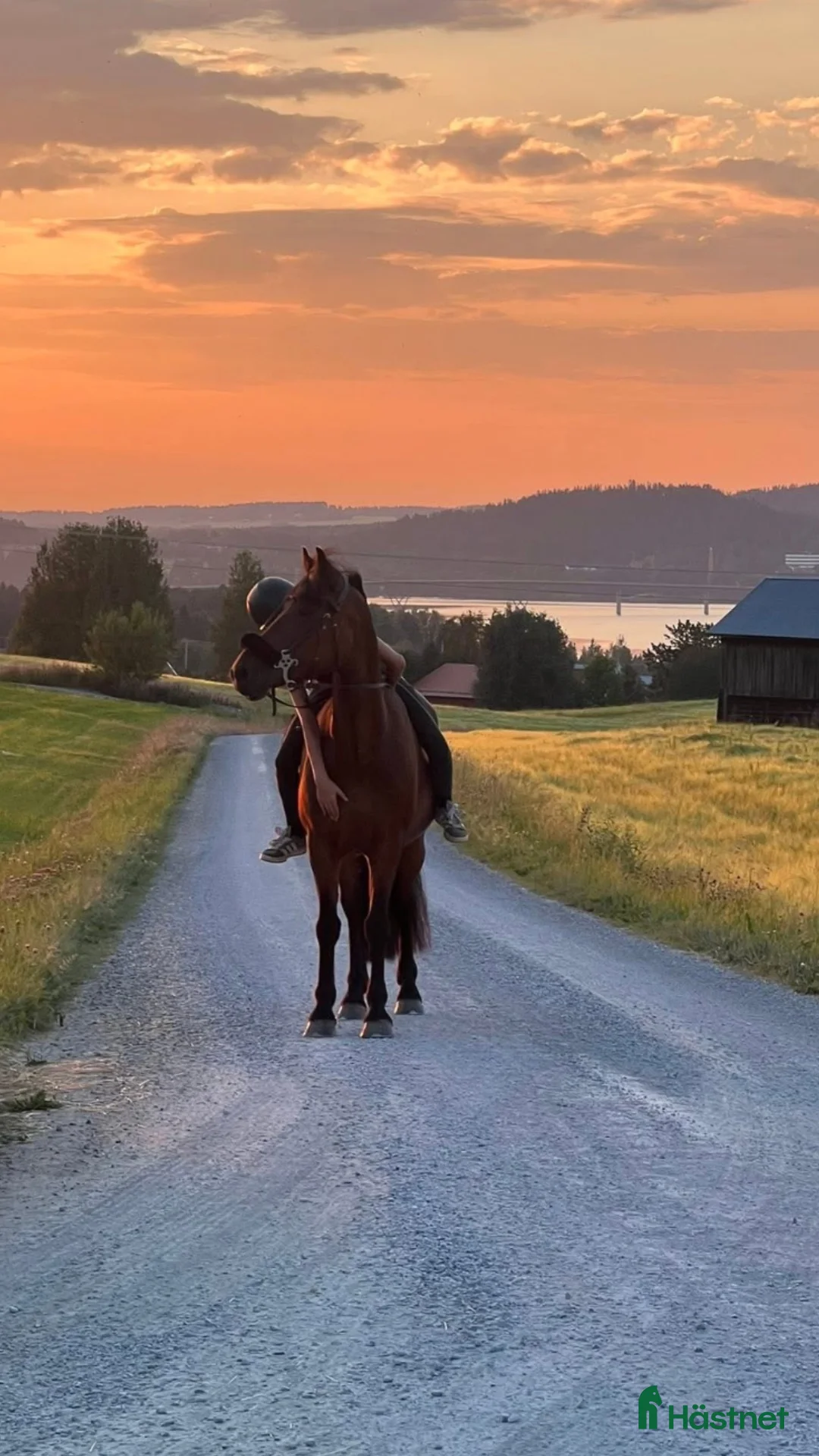 Allround hästar till salu: Maxat C-ponnysto med härlig energi  i Östersund - Annons 1