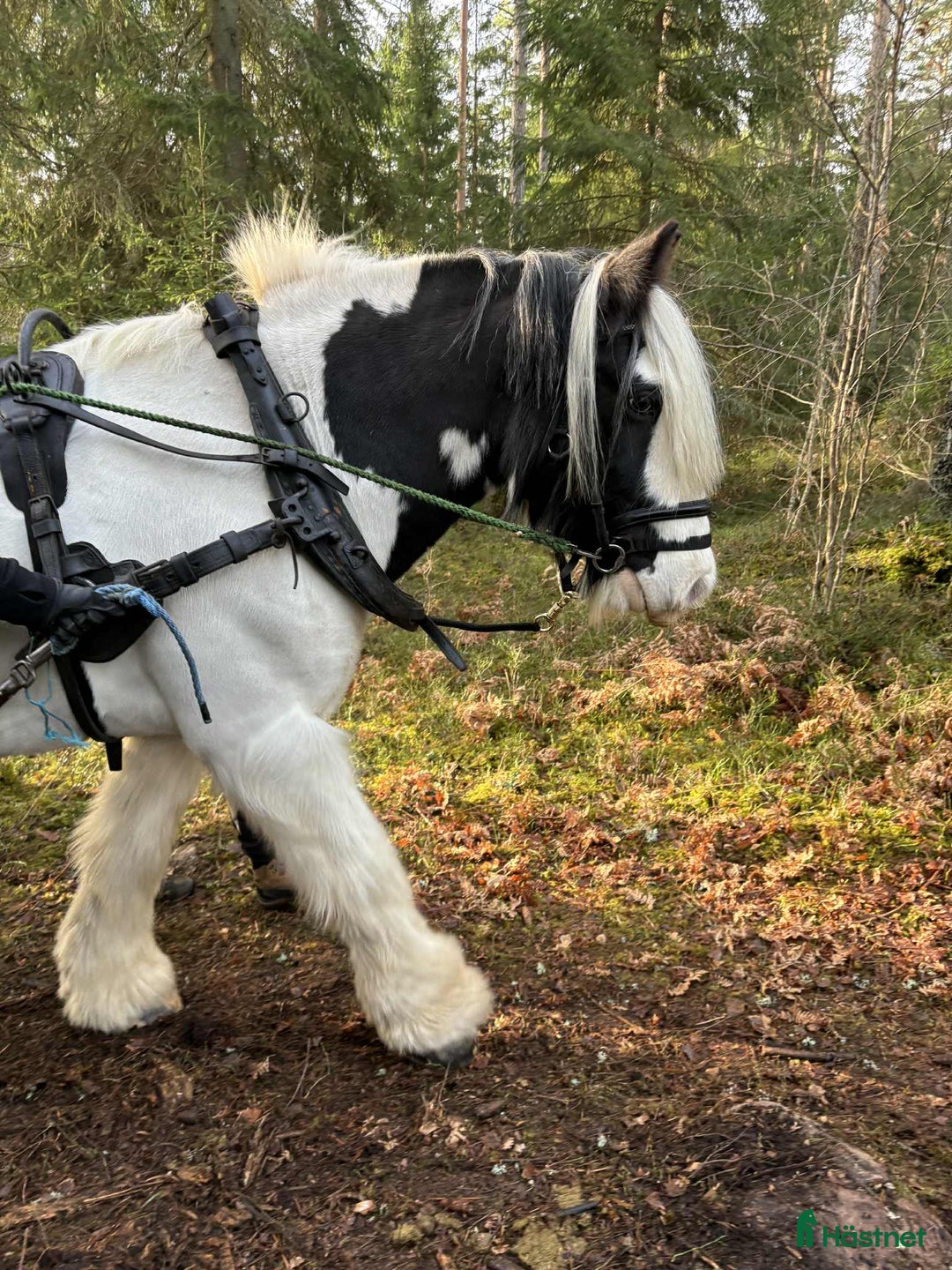 Allround hästar till salu: Bob söker sitt drömhem i Axvall - Annons 2