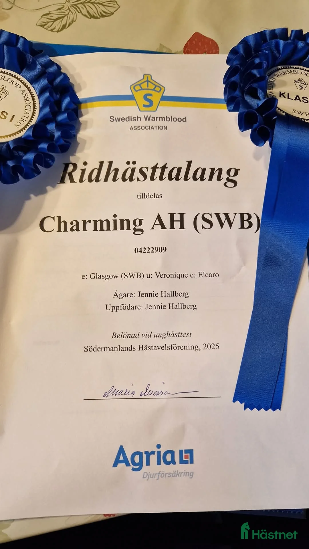 Allround hästar till salu: Swb valack 4år i Björnlunda - Annons 4