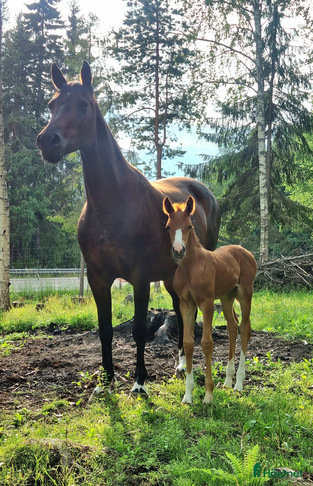 Dressyr hästar till salu: Supertrevligt sto e.Zafferano  i Ludvika - Bild 15