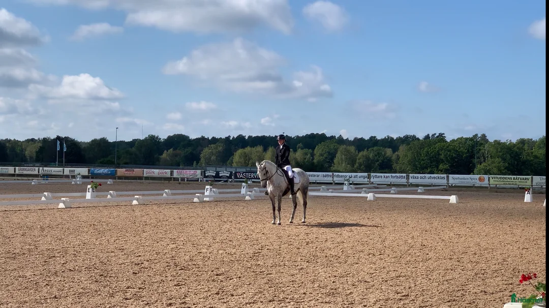 Allround hästar till salu: Vacker skimmel söker nytt hem - Annons 2