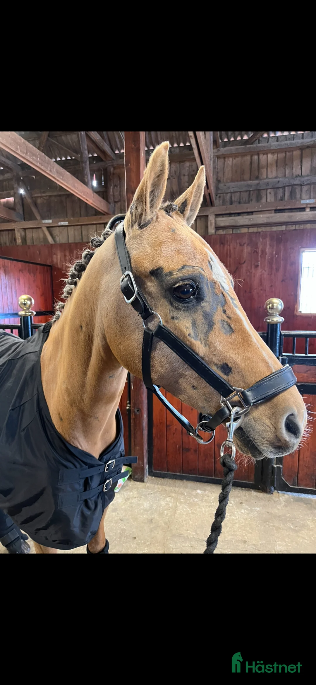 Dressyr hästar till salu: En bästa vän - Annons 2