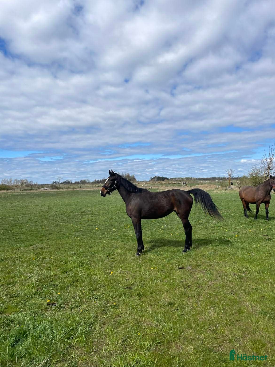  hästar SWB-sto e. Zezar Hästak (Casanova) ue. Heartbeat - Annons 4