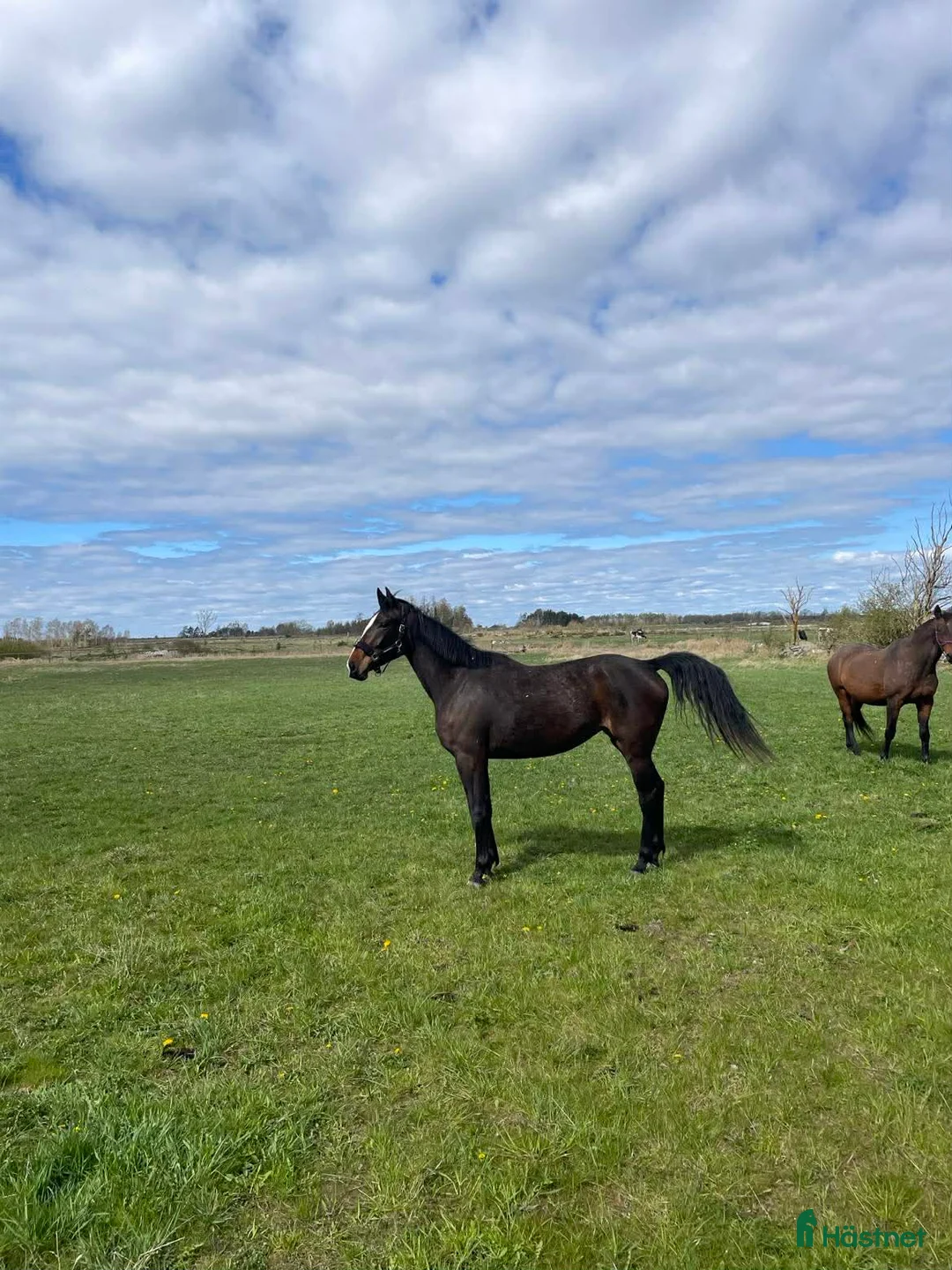 Hoppning hästar till salu: SWB-sto e. Zezar Hästak (Casanova) ue. Heartbeat - Annons 1