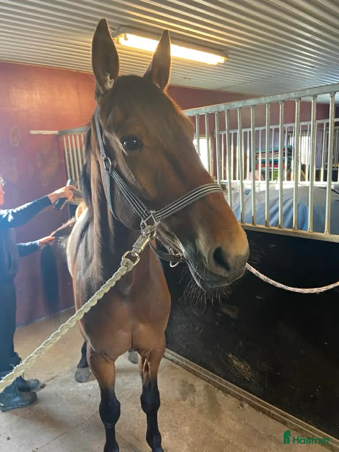 Allround hästar till salu: Lojal och träningsglad ridtravare  i Hortlax - Annons 2