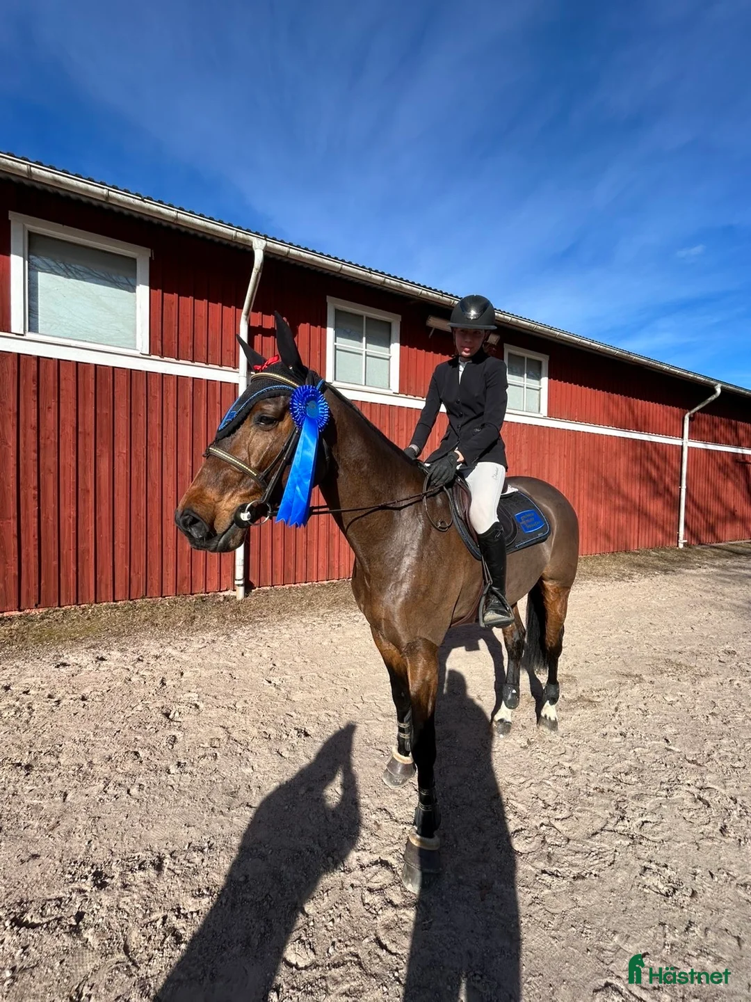 Hoppning hästar till salu: Häst för framtiden - Annons 2