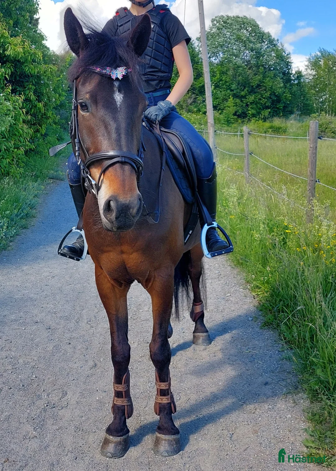Allround hästar till salu: Charmig familjeponny söker kärleksfullt hem - Annons 2