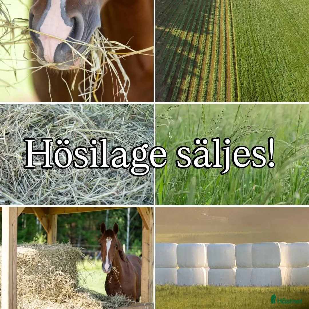 Stallinredning, stängsel & gård övrig utrustning till salu: Hösligae säljes  - Annons 1