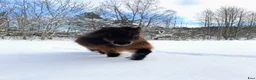 Allround hästar till salu: Bästa minishettisarna - Annons 4