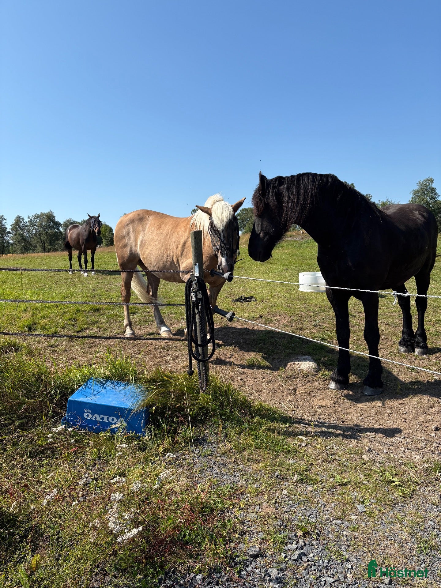  hästar Läromästare  - Annons 10