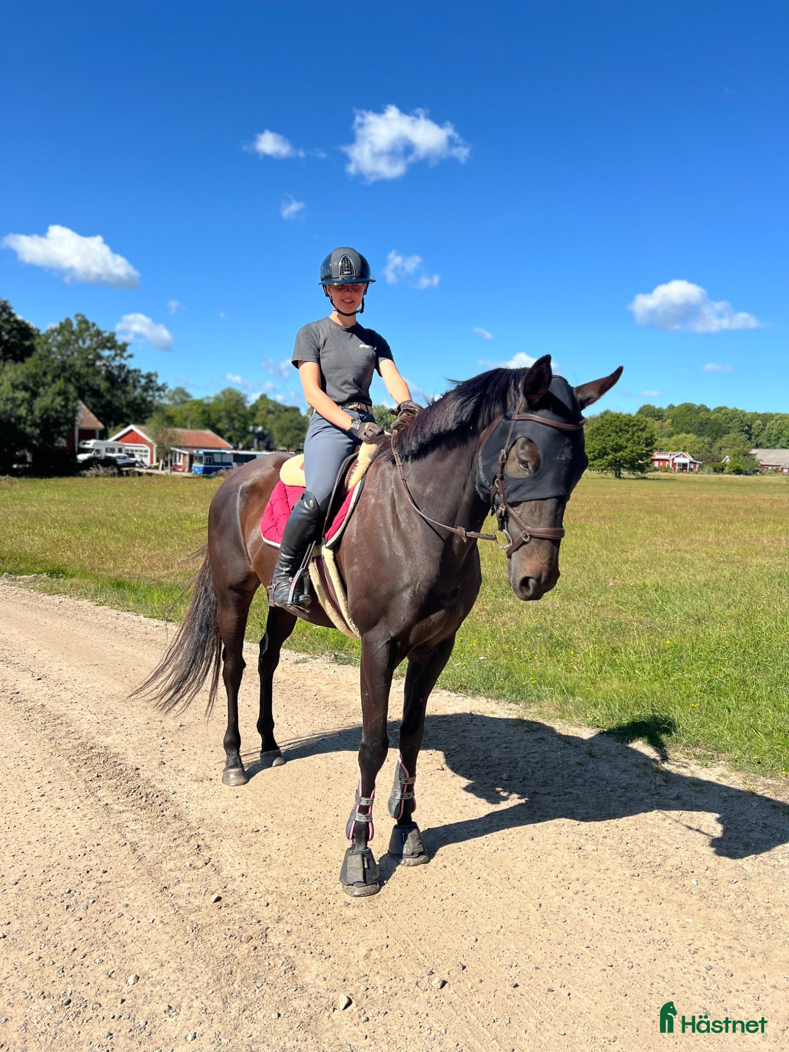 hästar Trevlig allroundhäst - Annons 12