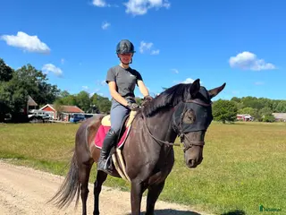 hästar Trevlig allroundhäst - Annons 12