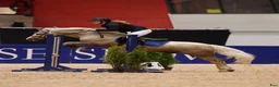 Hoppning hästar till salu: Läromästare till salu  i Kilafors - Annons 8