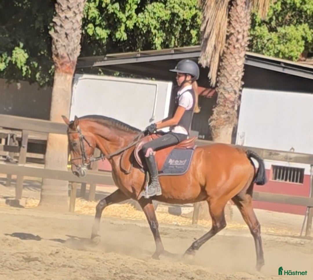 Hoppning hästar till salu: Kom ner till oss I Spanien och titta på häst! - Annons 10