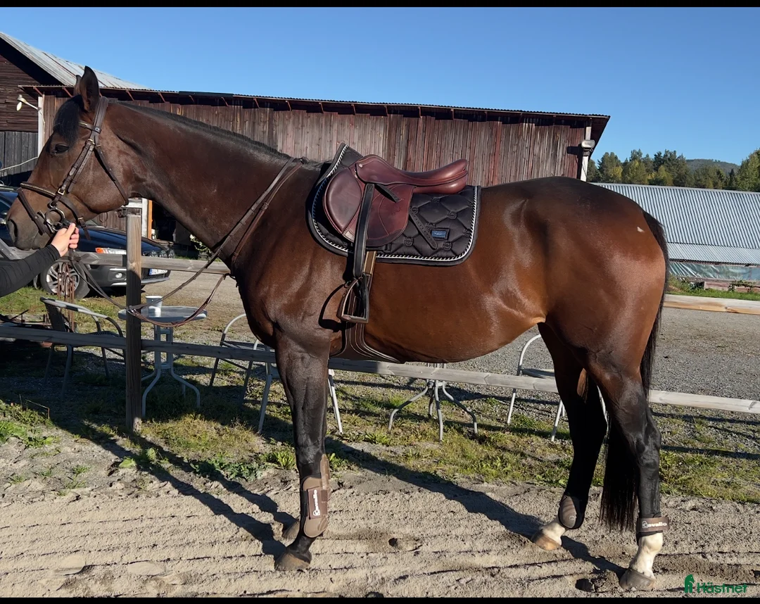 Allround hästar till salu: Socialt och trevligt sto med framtiden för sig - Annons 7