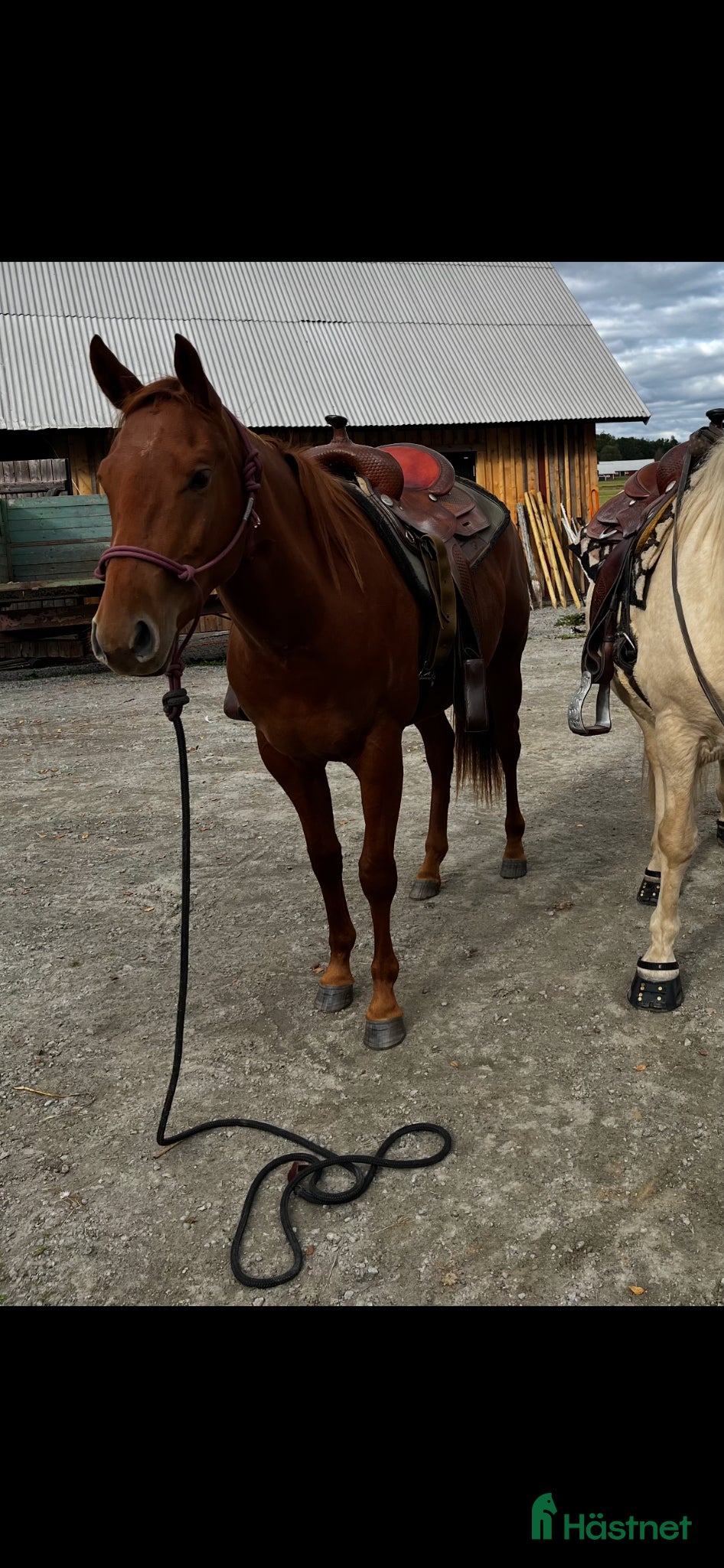  hästar Pigg treåring  - Annons 2