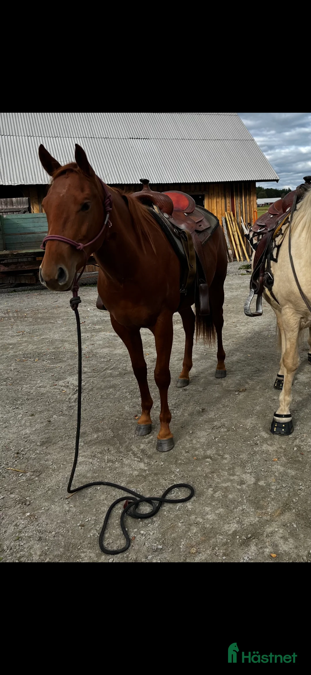 Western hästar till salu: Pigg treåring  - Annons 2