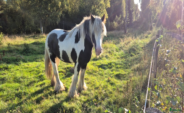  hästar i Sävsjö - Annons 6