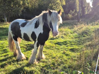 hästar Iris cob / tinker i Sävsjö - Annons 14