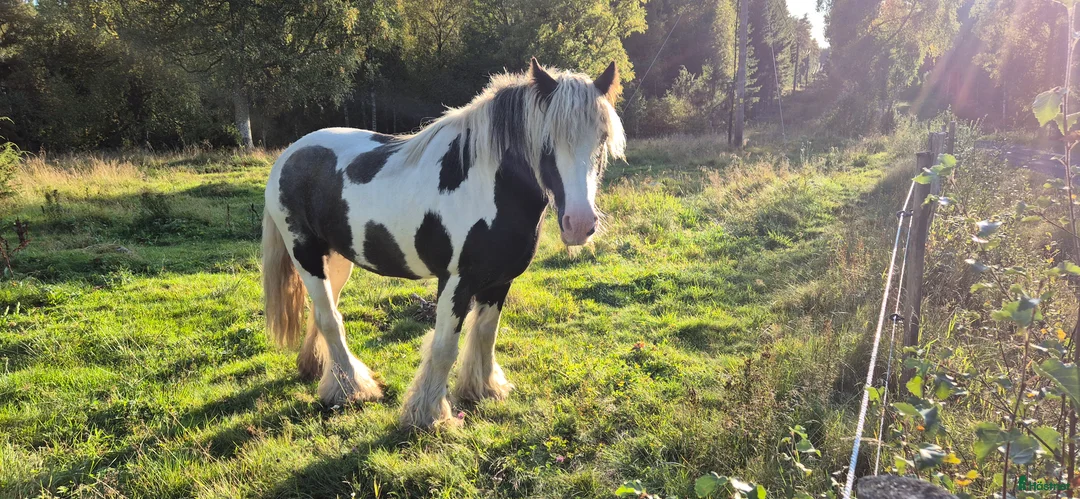 Sällskap hästar till salu: Iris cob / tinker - Annons 1