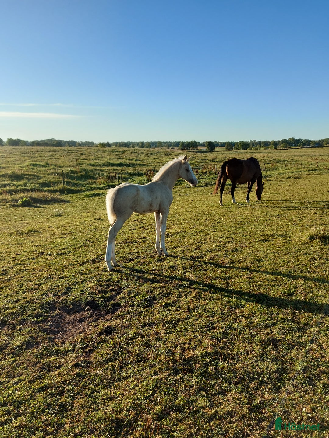 Allround hästar till salu: Hingstunge med utstrålning.  i Falköping - Annons 2